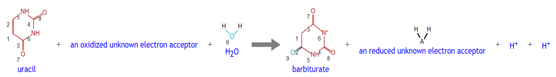 Enzyme Activity Measurement of Uracil/thymine Dehydrogenase